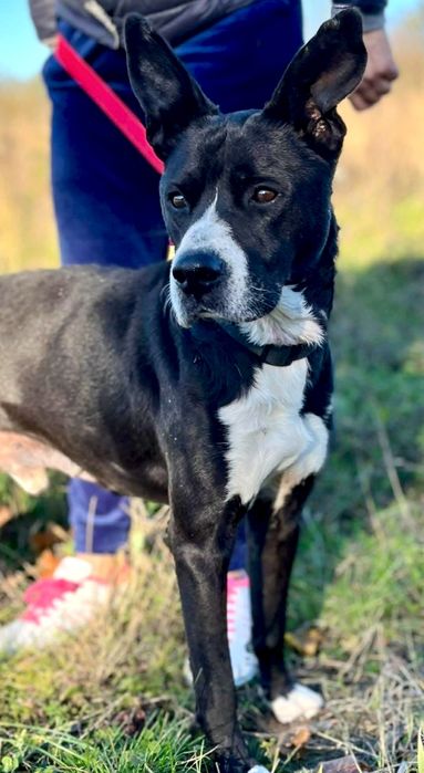 Kochane Wedel bardzo prosi o dom...