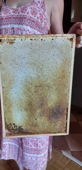 Miód, rodziny pszczele/odkłady, ule warszawskie poszerzane/