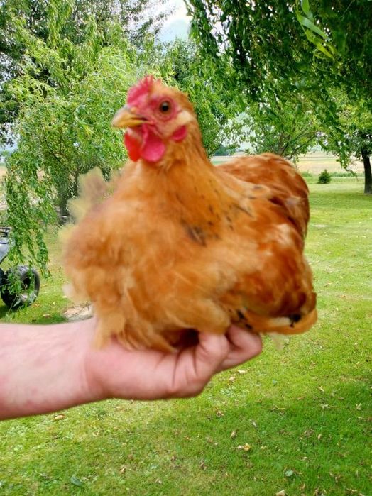 Kury kochiny miniaturowe