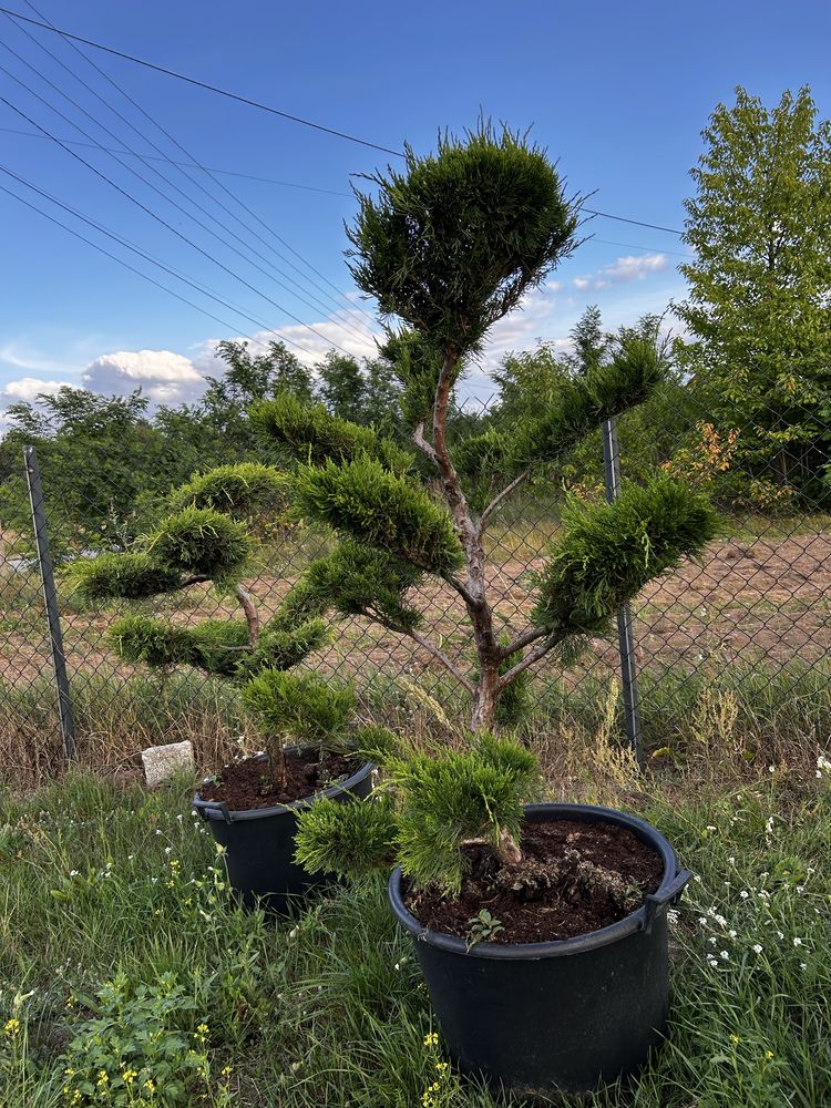 Bonsai, krzewy, rośliny