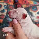 Bulterier Miniaturowy Miniature Bull Terrier