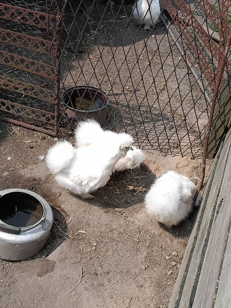 Drób ozdobny. Piękne, zdrowe Silki  jedwabiste.