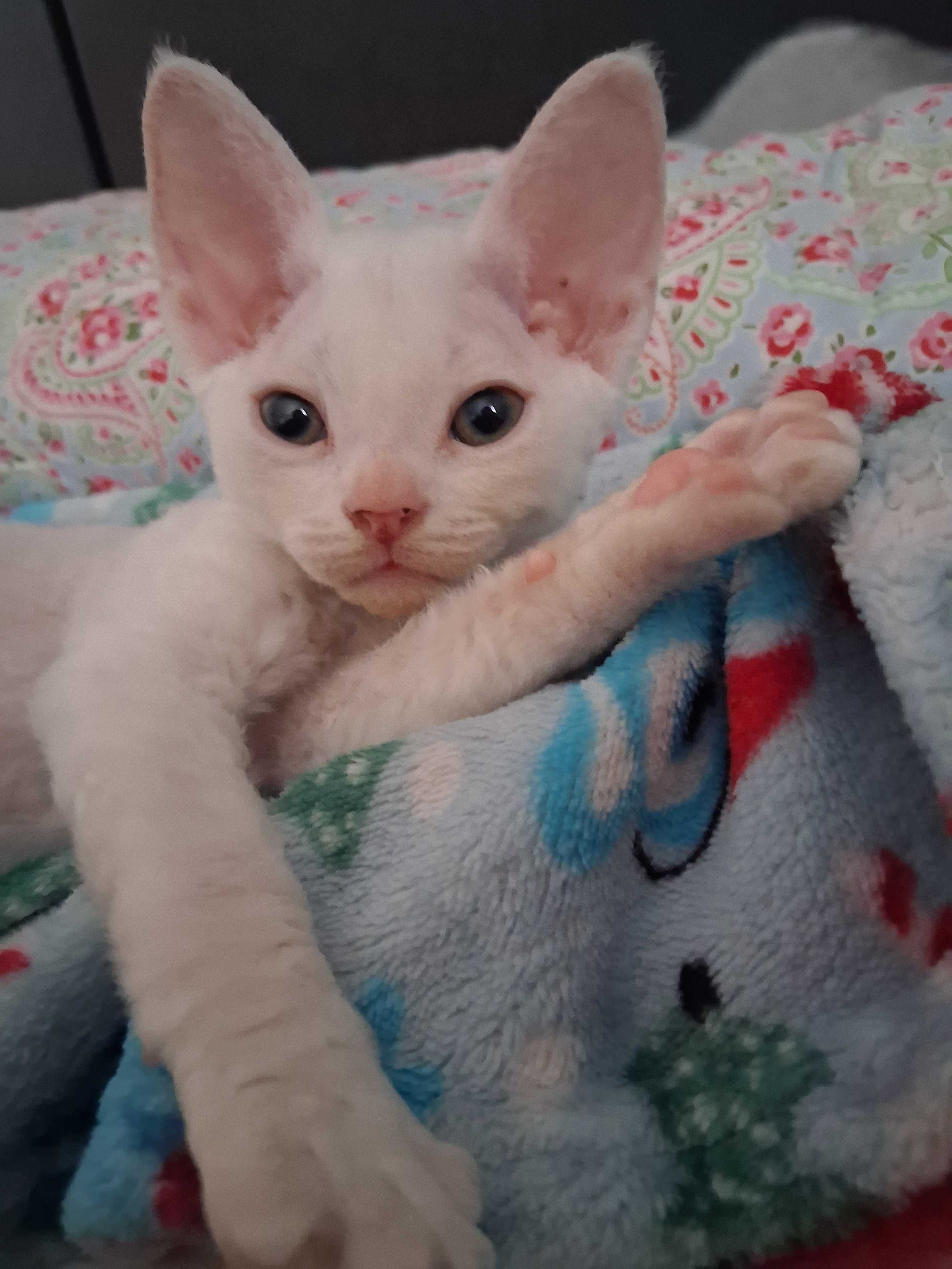 Devon rex, biała koteczka, super charakter, FPL