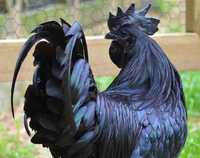 Аям Цемани - абсолютно черная курица