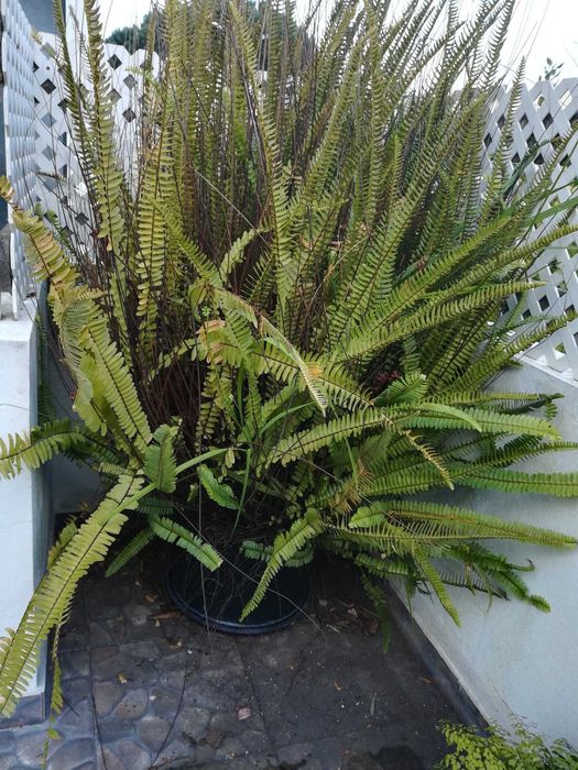 Planta grande natural, com vaso incuido