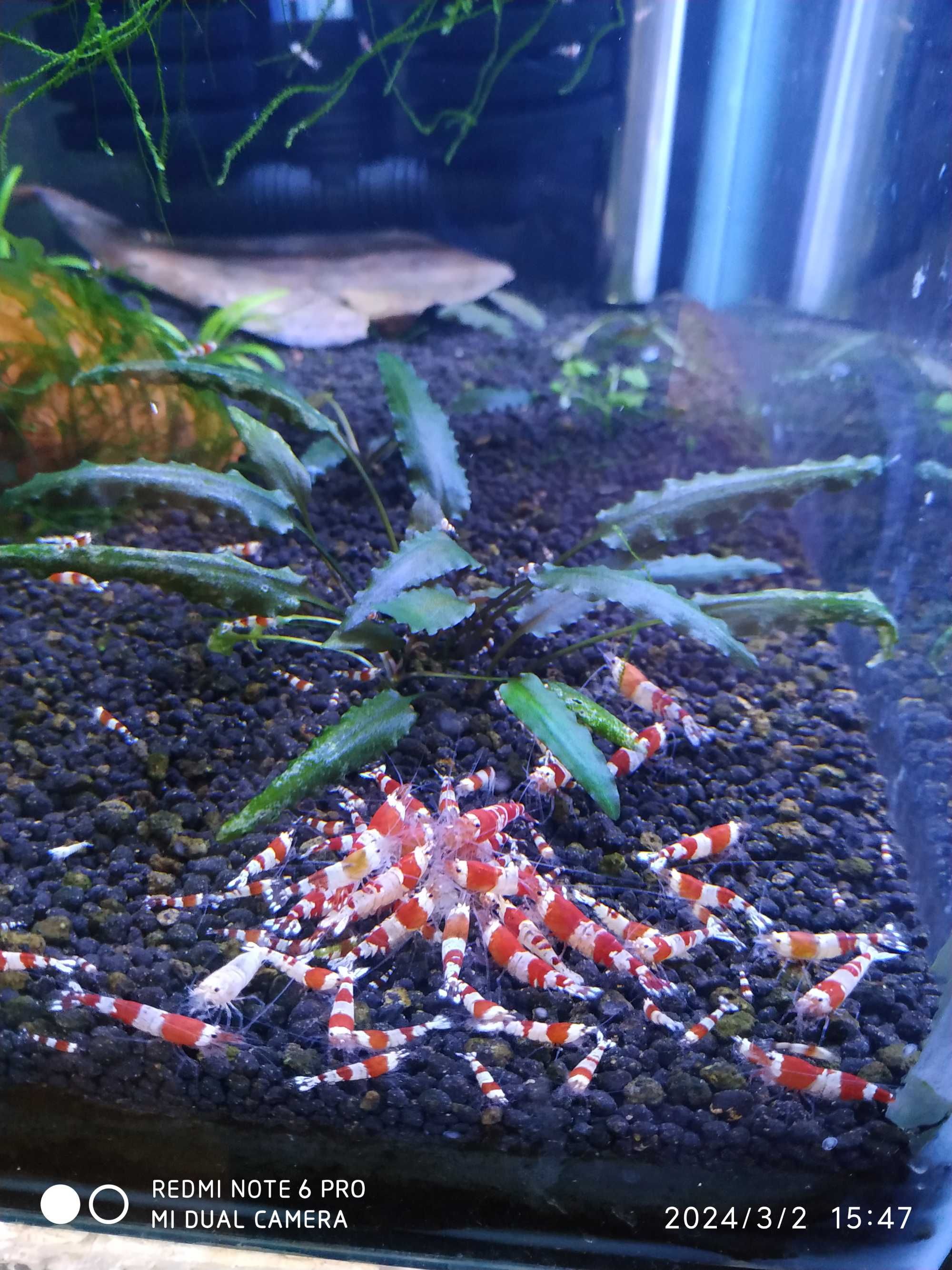 Vendo/troco aquários, peixes, plantas, filtro externo