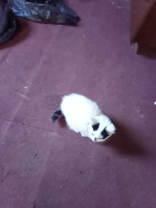 Очень красивые котята