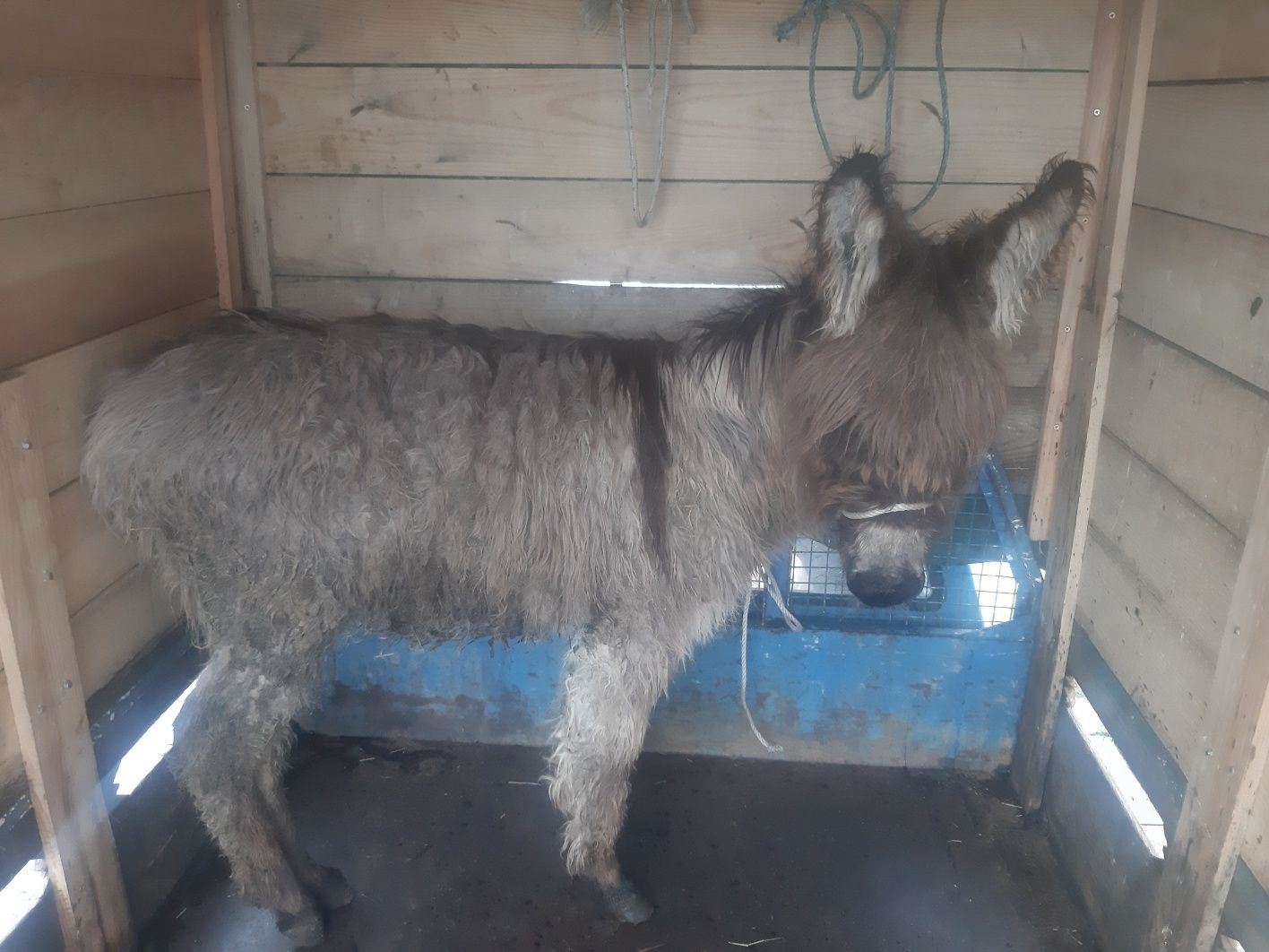 Vende-se burro muito manso ou troco por cabras e ovelhas