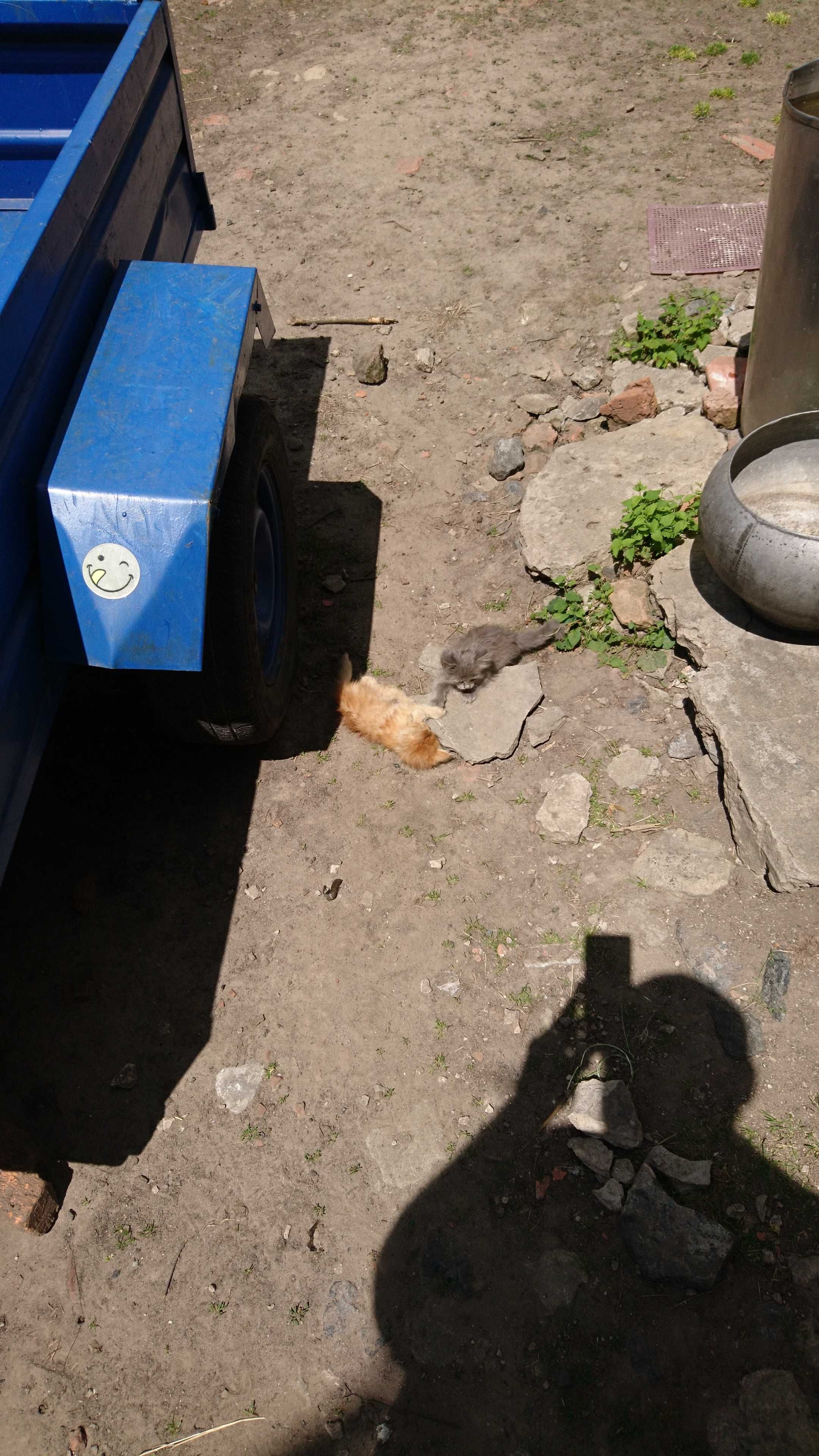 Віддам в добрі руки кошенят
