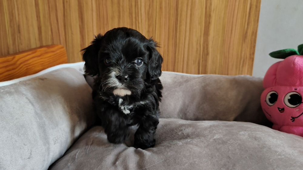 Cavapoo suczka czarna