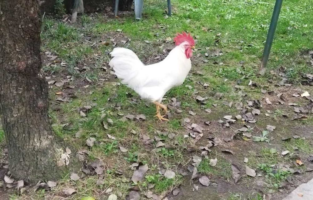 Galo Leghorn / Legorne Branco