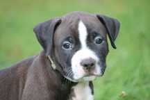 American Staffordshire Terrier Amstaff chłopak FCI
