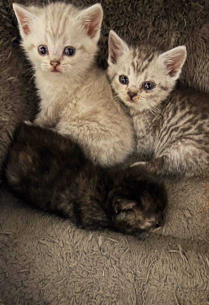 Котики в добрі руки