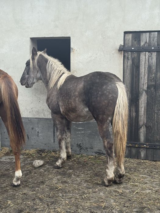 Sprzedam ogierka typ zimnokrwisty