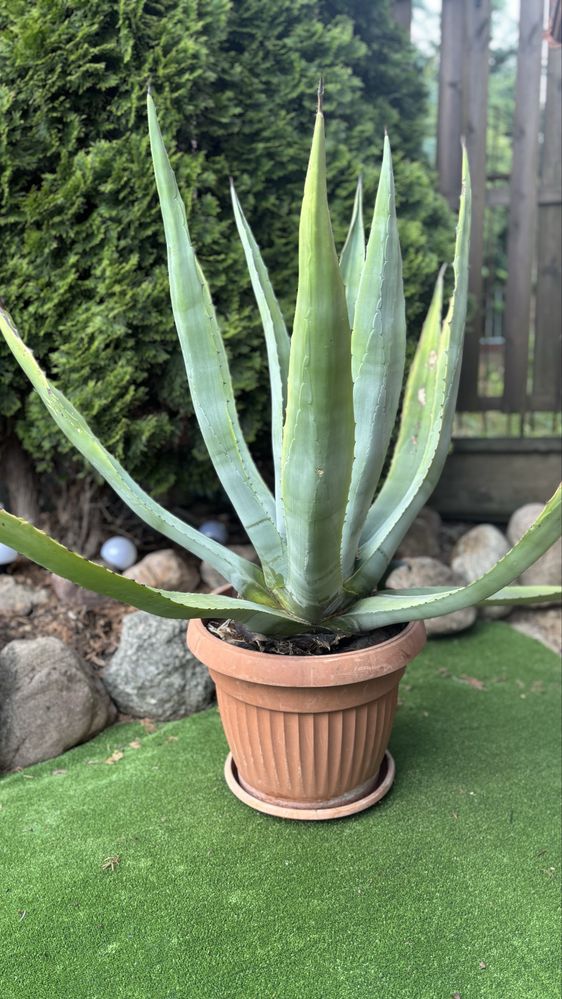 Agawa doniczkowa okolo 120 cm wysokości
