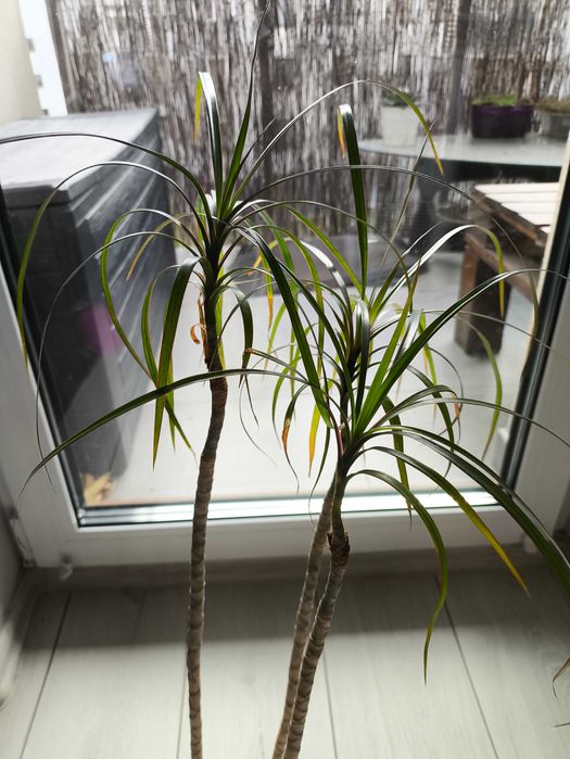 Dracena Kwiat doniczkowy