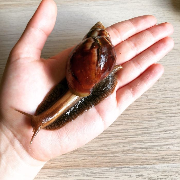 Achatina fulica ślinak Afrykański