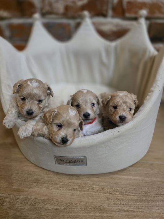 Maltipoo f1 piesek do  rezerwacji !!