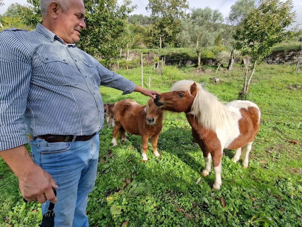 Vendo pónei (macho)