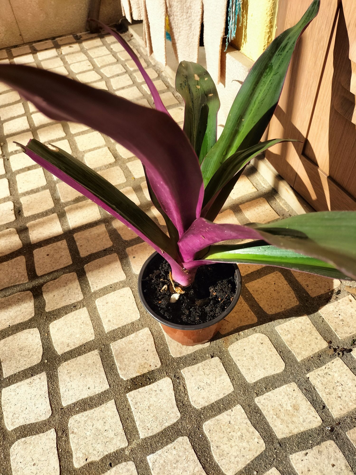 Planta caseira.   Cultivada por mim
