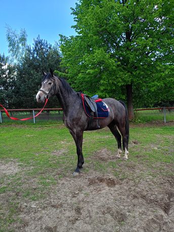 3 letnia klacz małopolska do sportu lub hodowli