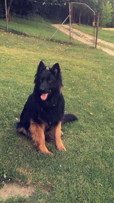 pies  suczka do oddania