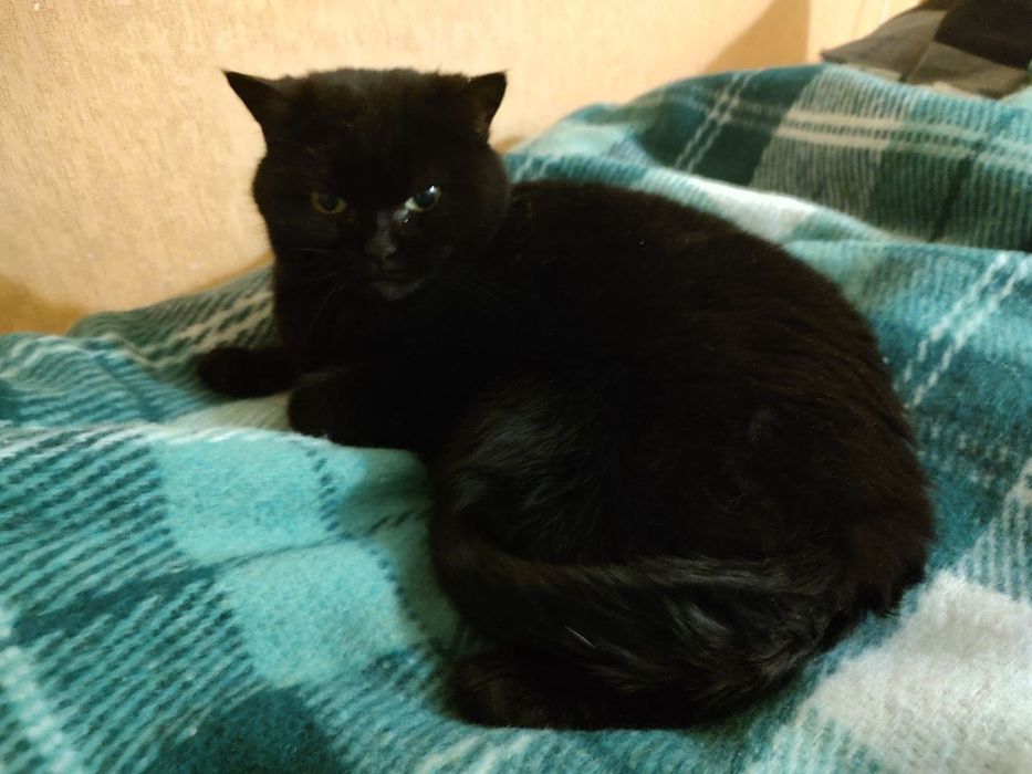 Шукаємо дім для наших двох кішок - щомісячна оплата