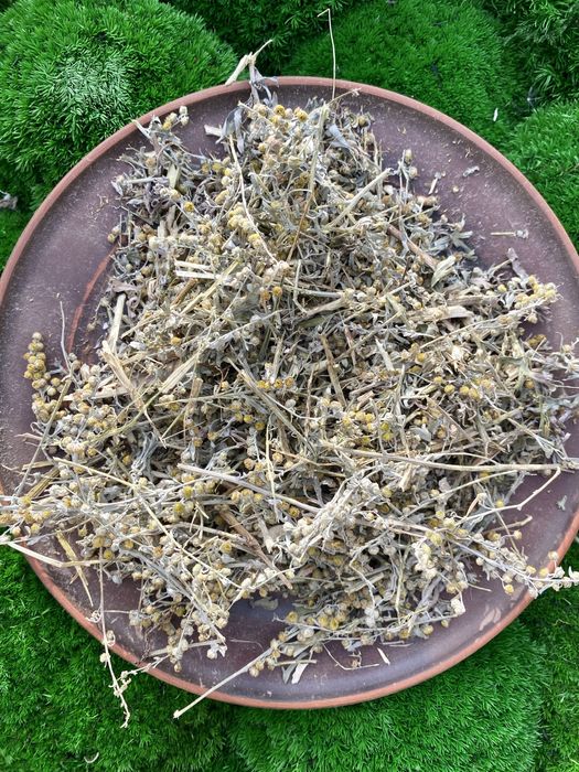 Полинь гірка, полин гіркий