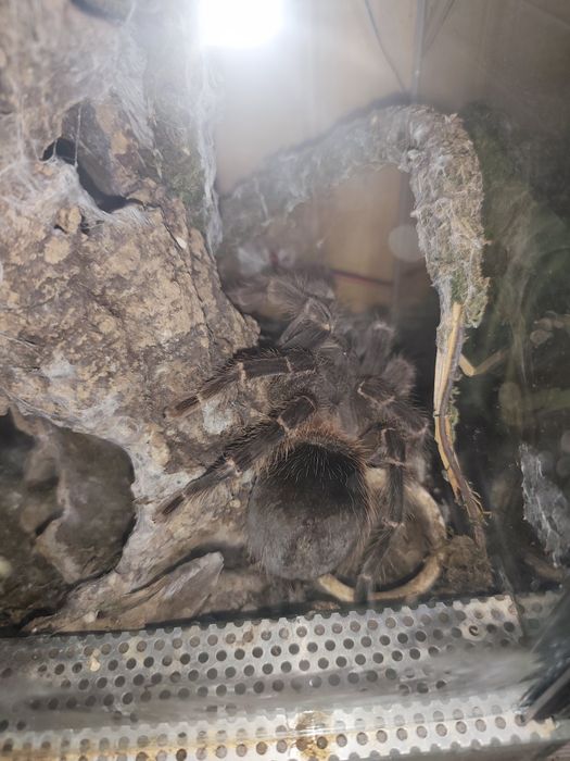 Lasidora parahybana samica 7dc wraz z terrarium