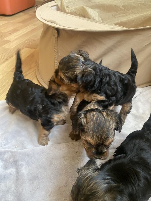 Хлопчик-йорк на в'язку.