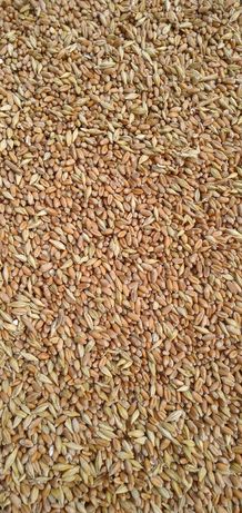 Пшениця фуражна з домішками ячменю