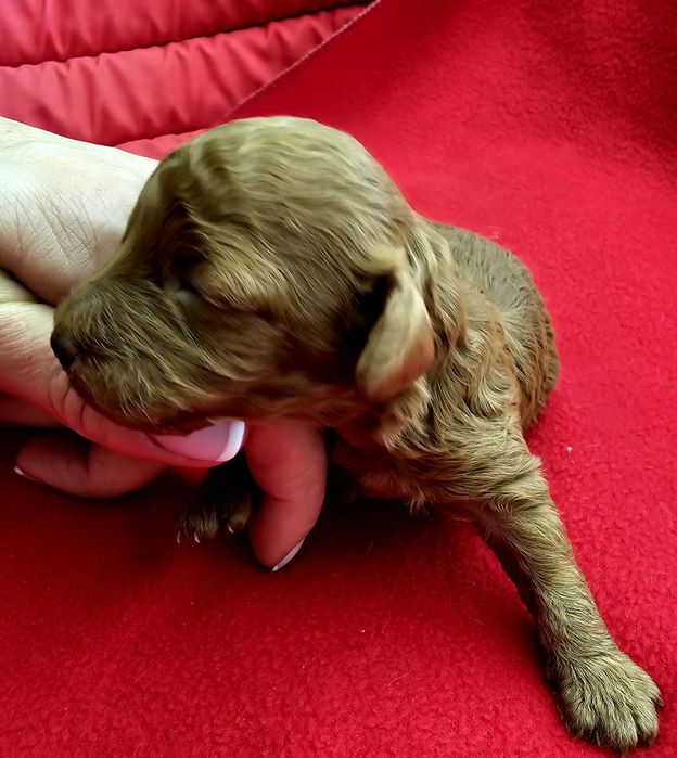 Pudel toy sunia płowa red ciemna Fci ZkwP