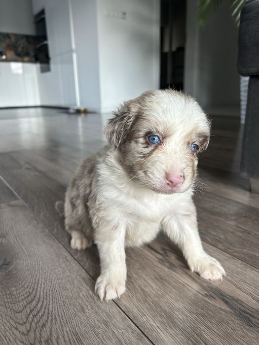 Border Collie Lilac Merle Sunia