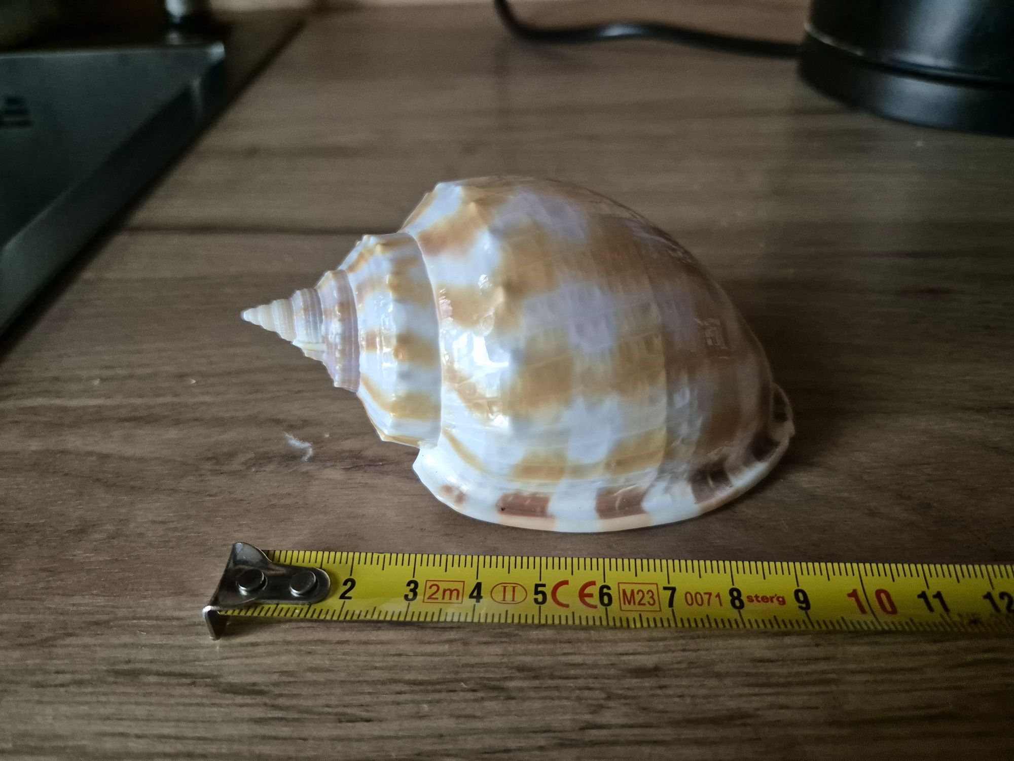Muszla Kolekcionerska