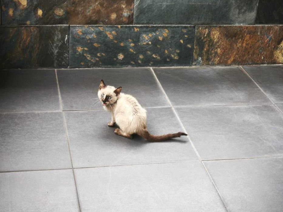 ALERTA: Mini Diva Felina à procura de staff humano!