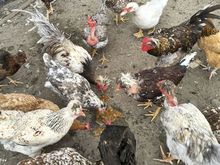 Jaja legowe czubate, lokowane ,gołoszyjki