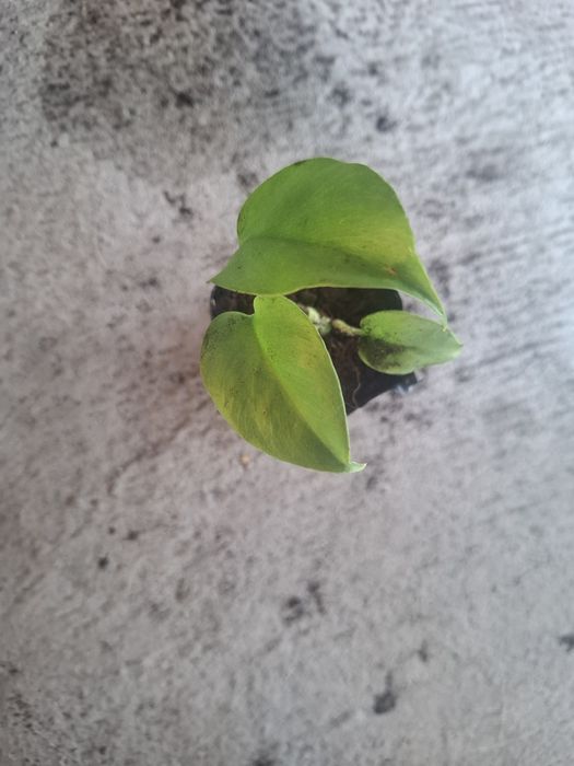 Monstera  minima