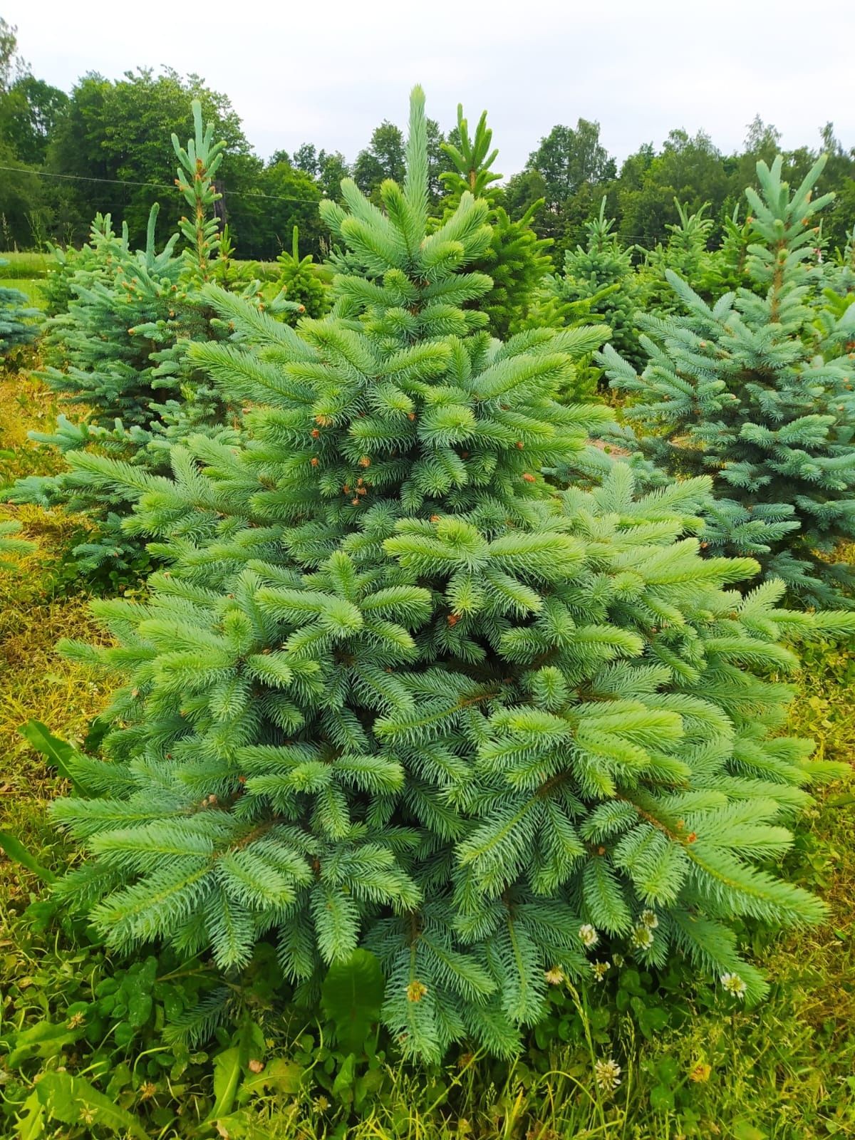 Świerk srebrny, kłujący kopany z gruntu z własnej plantacji, żywopłot