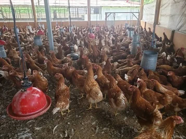 Galinhas poedeiras e ovos caseiros