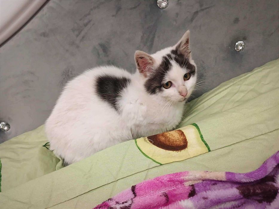 Принцеса з гривкою, біля 3 міс.