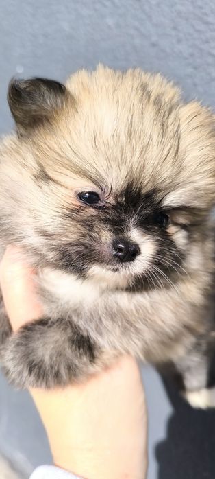 Spitz anão.Lulu da Pomerânia. Menina Mini com LOP e Afixo