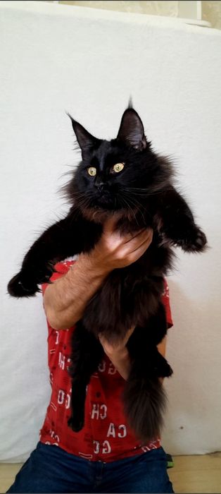 мейн-кун дівчинка — спокій, дружба та радість у вашому домі