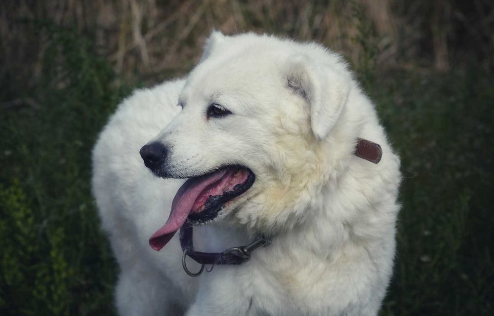 Suczka w typie goldenka Mona -adopcja