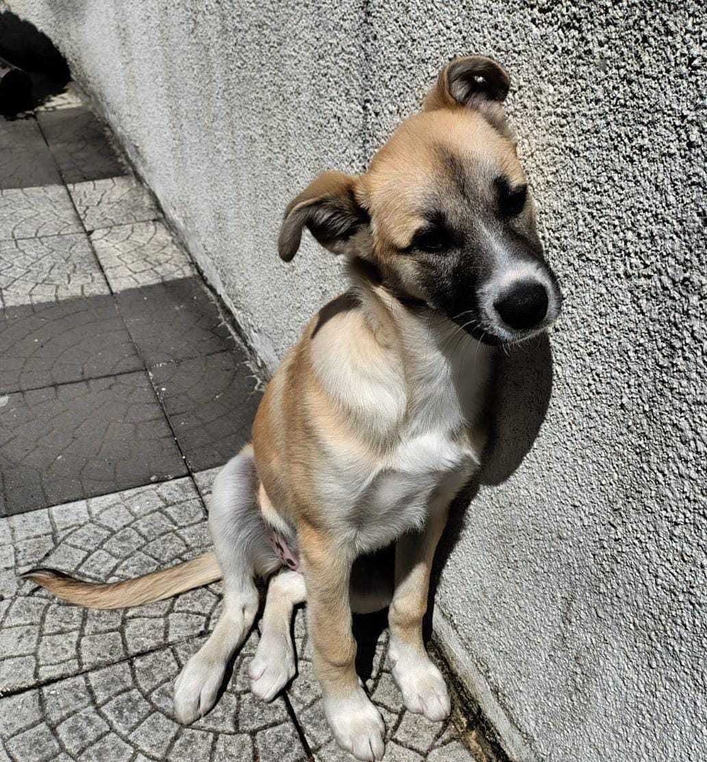Doa-se cadela porte médio/grande