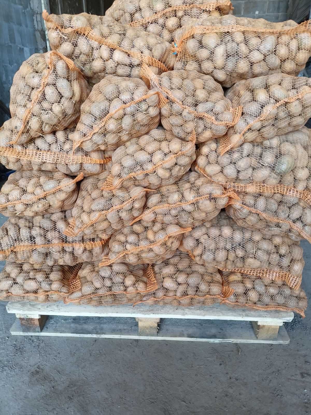 Sprzedam ziemniaki sadzeniaki Marabel