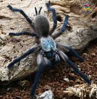Прекрасный паук птицеед Monocentropus balfouri яркие самки L10