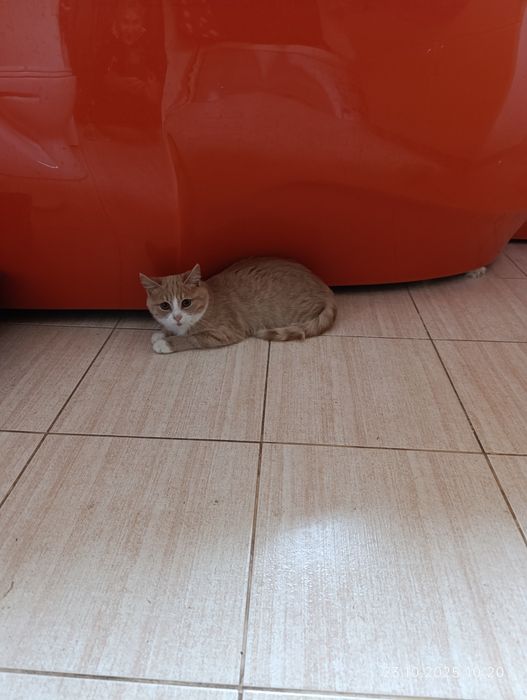 Віддам кошенят в добрі руки