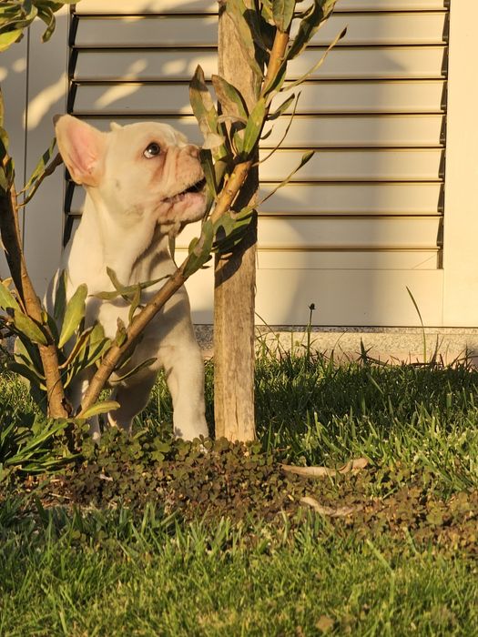 bulldog francês fêmea platinium
