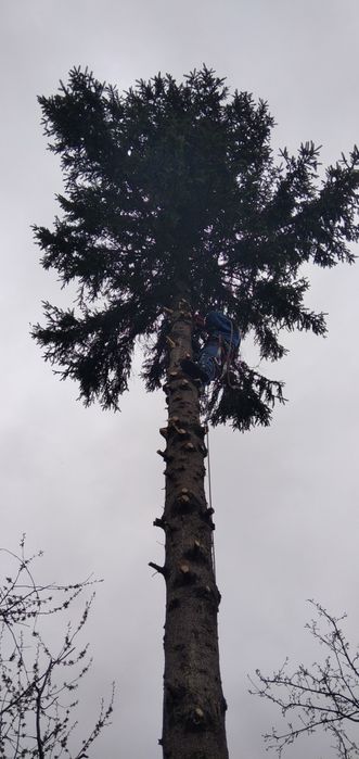 Спиляти дерево, Спилить дерево, Обрізка дерев, Розчистка території,