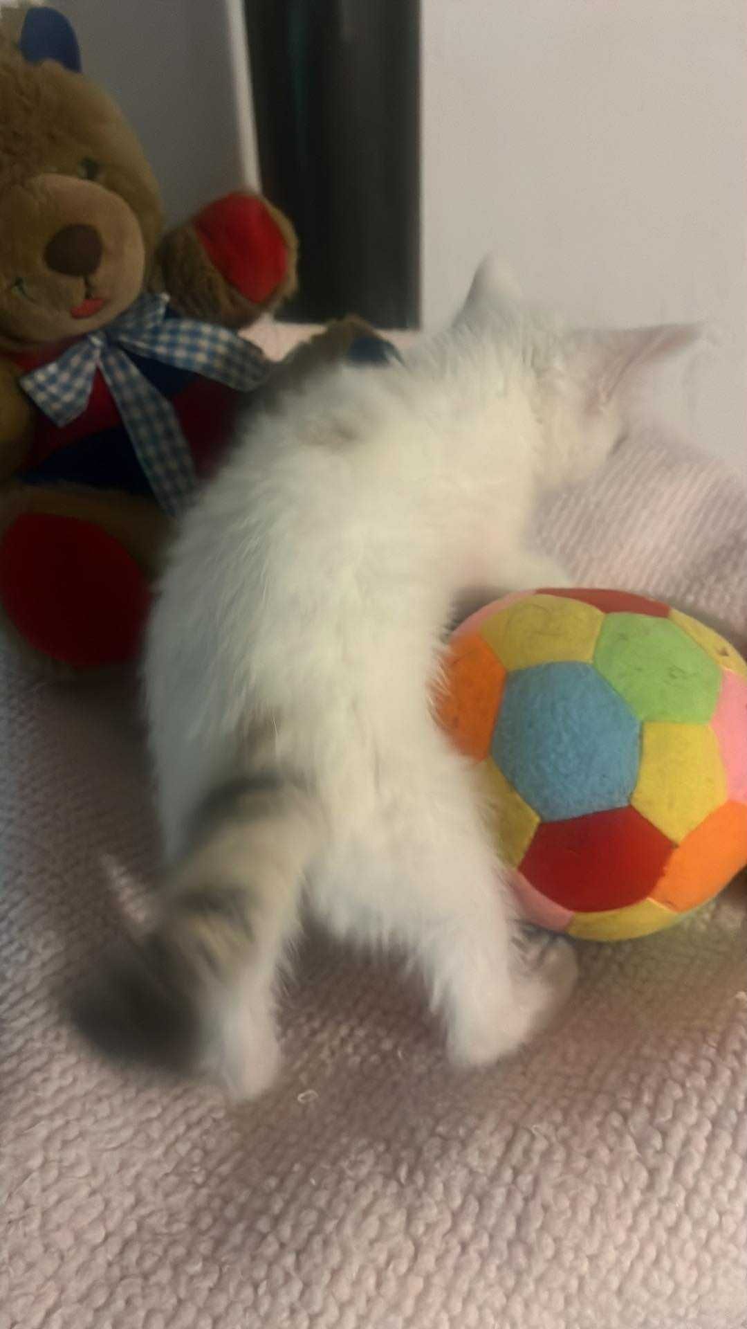 Śliczne kotki do adopcji